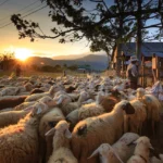 what is pastoral nomadism
