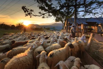 what is pastoral nomadism
