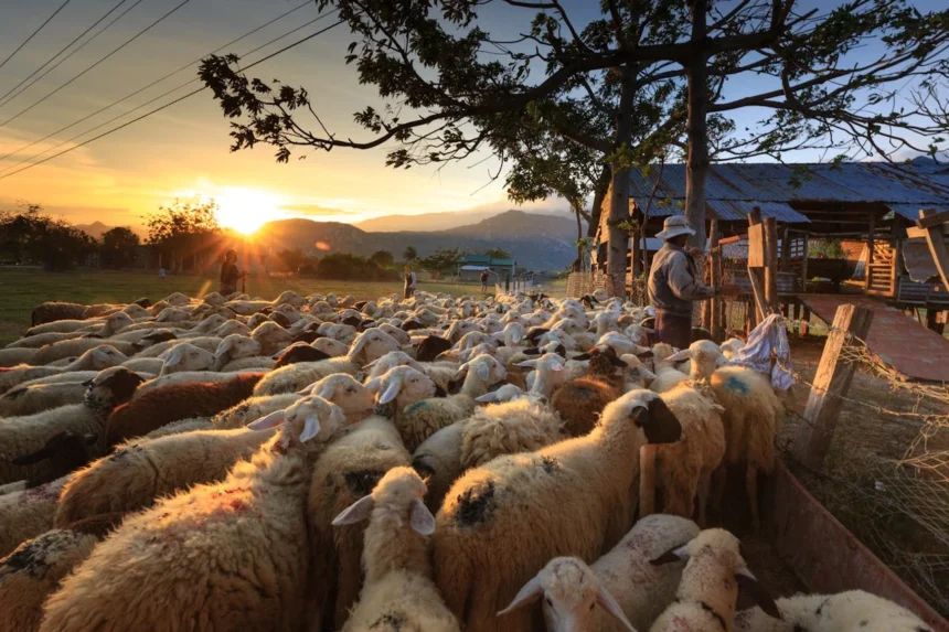 what is pastoral nomadism